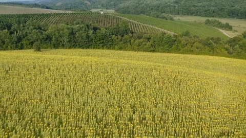 Romania’s Fields of Gold Captured From Space