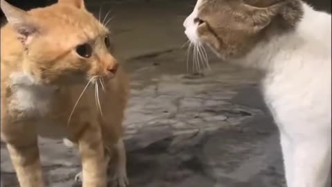 BOTH ARE PAID ACTOR - FUNNY CAT