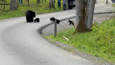 Four Black Bear Cubs Follow Mom In Cade’s Cove