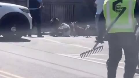 Police Shoots Dog Dead !! Pit Bull attack