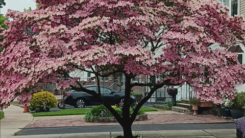 Neighbors tree