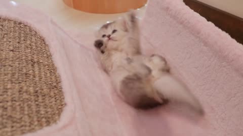 The kittens' playful time before nap time is so cute..
