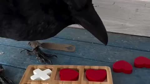 A Smart Raven wins Tic-tac-toe