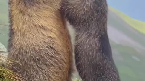 wild animals viral video