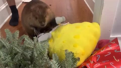 Pet Beaver Making A Dam