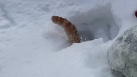Snow-Covered Cat: A Laugh-Out-Loud Moment