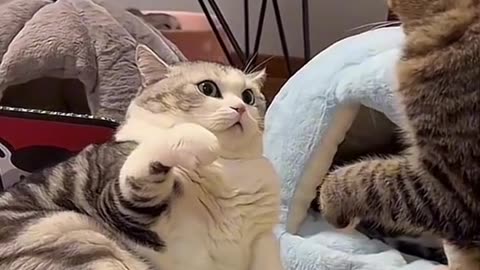 Cute cat fighting