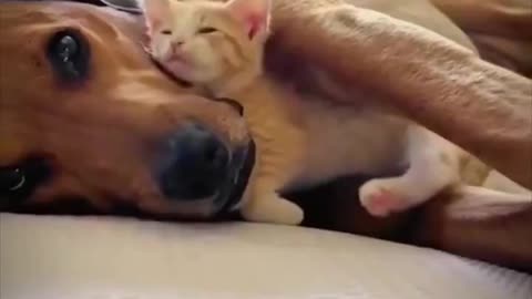 Best friend dog and cat