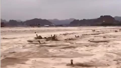 Desert flood in Saudi Arabia 😱😱😱😱