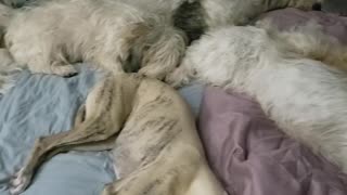 Sleeping amongst the dogs