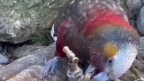 Very Clever Bird Knows The Value Of Water #shorts #shortvideo #video #virals #videoviral