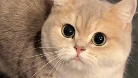 Cute cat funny video 2024🤩
