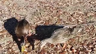 Ducks Eating Breakfast 3