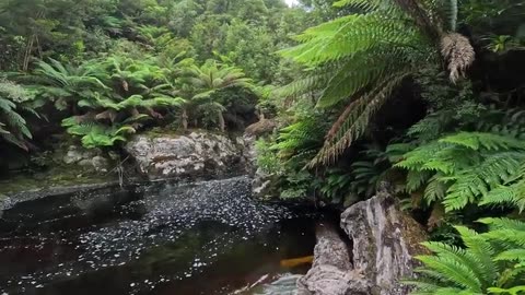 Finding Gold Nuggets above a Dangerous Gorge in Tasmania!!