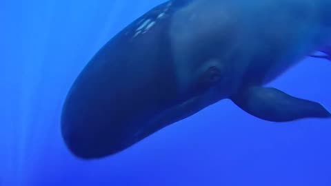 False Killer Whale