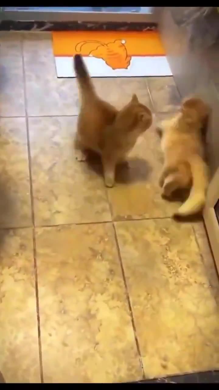 Cat learn fight from Tyson