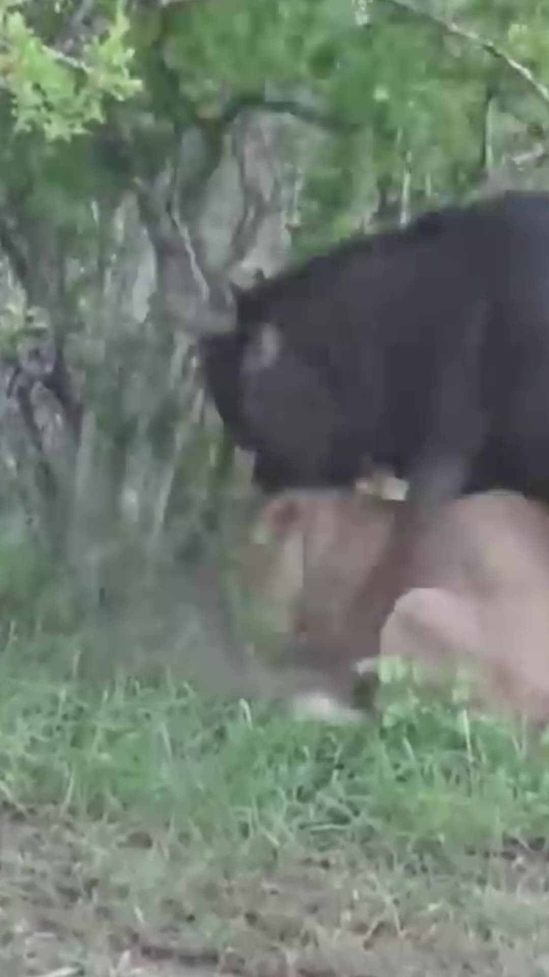 wildbeest escapes lion attack