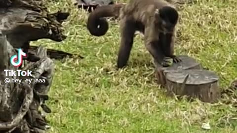 Genius Primate Shocks World With Mind-Blowing Act