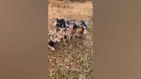 Top funny video whith animal