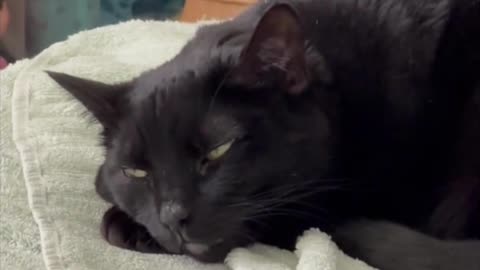 Adopting a Cat from a Shelter Vlog - Cute Precious Piper is Patient and Tolerant #shorts