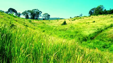 Natural beauty of rice fields