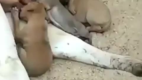 cow feeding puppies