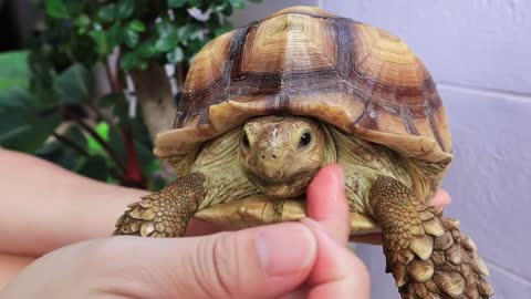 MY TORTOISES MORNING ROUTINE #8