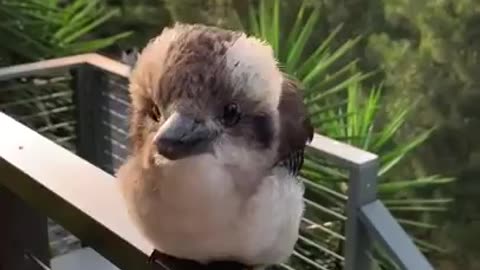 Baby Kookaburra