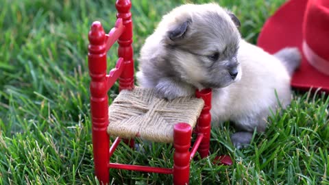 Best Bowtie Pomsky Love - 2nd Generation Pomsky Tiny Puppy
