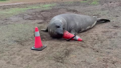 Neil the Seal and His Beloved Traffic Cones