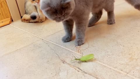 The kittens saw a praying mantis for the first time