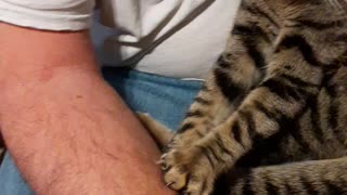 Therapy Cat helps owner after the JAB to avoid blood clots