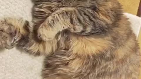 Beautiful cat 🐱 trending video