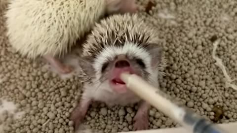 Baby Hedgehog Drinking Milk #shorts #hedgehog #hedgehogbaby