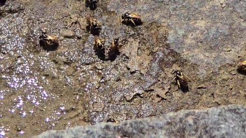Small bees drink from a puddle of water next to a river.