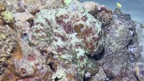 This octopus a master of unbelievable camouflage.