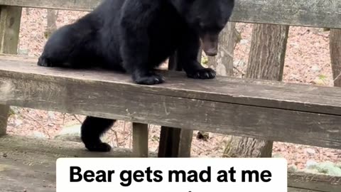 Bear Hangs Out on Deck