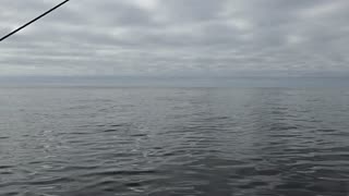 Giant sperm whale right this minute while a commercial fishing in Alaska!