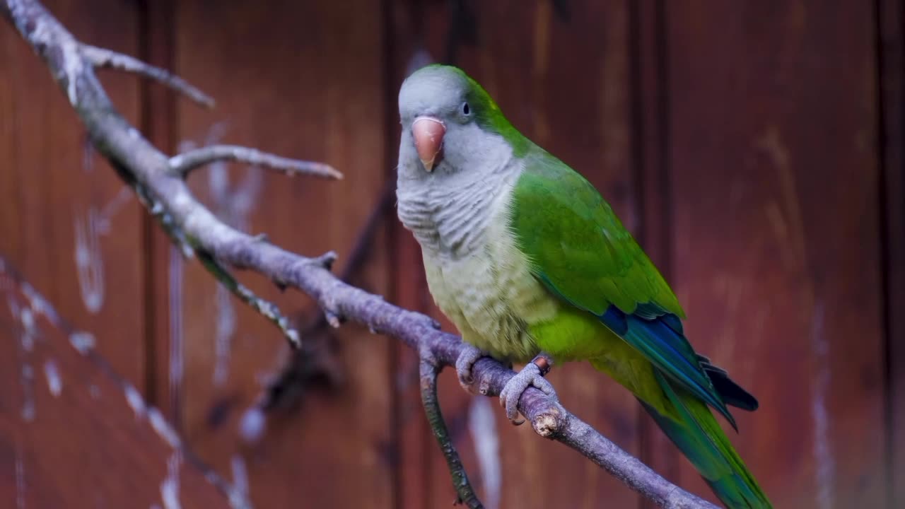 Bird monk parakeet plumage
