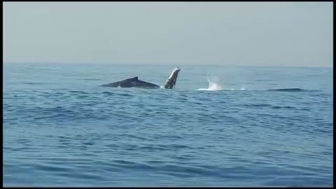 40 Ton Humpback Whale Leaps Entirely Out of the Water! A Video by Craig Capehart