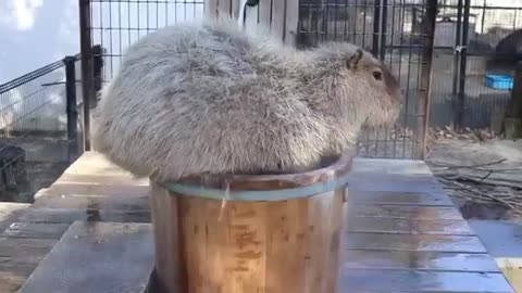 capybara taking a bath