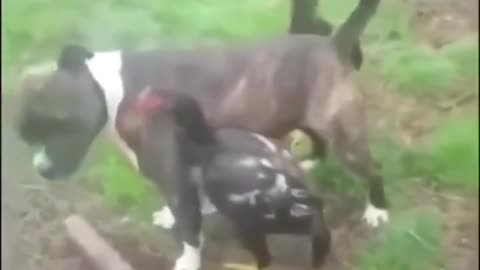 Pit bull breaks up chicken fight.