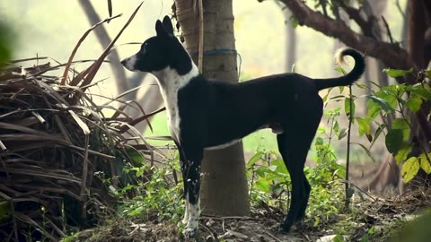 Village Dogs And Dog Babys For Nature Video