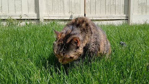 The Cat's Grassy Affair