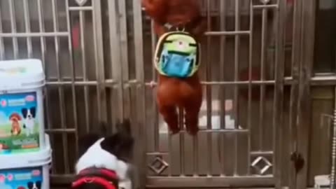 Funniest dog and chicken tried to played each other!