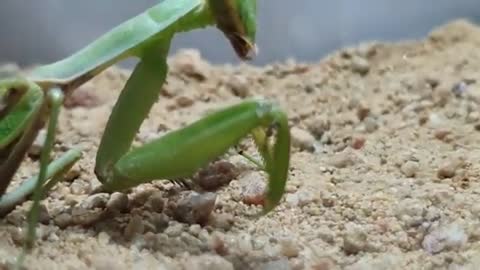 Camel spider VS Praying mantis - THE BEST INSECTS BATTLE !