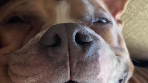 Cute American Bully snores with open eyes and mouth