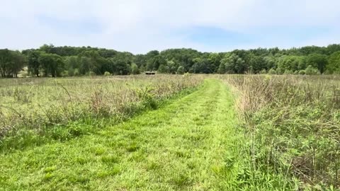 Beautiful Savannah Grassland