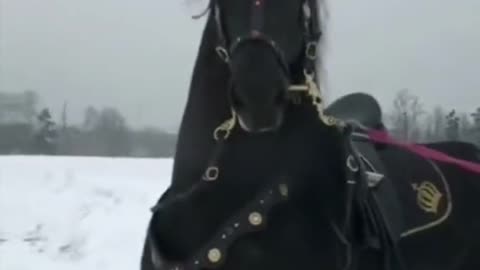#Black horse 🐎🐎🐎 #Dark Black horses #Horses of youtube #Funny horses 2023 #horse videos2023