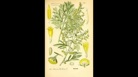Herbal Bonus 4 Artemisinin Production History